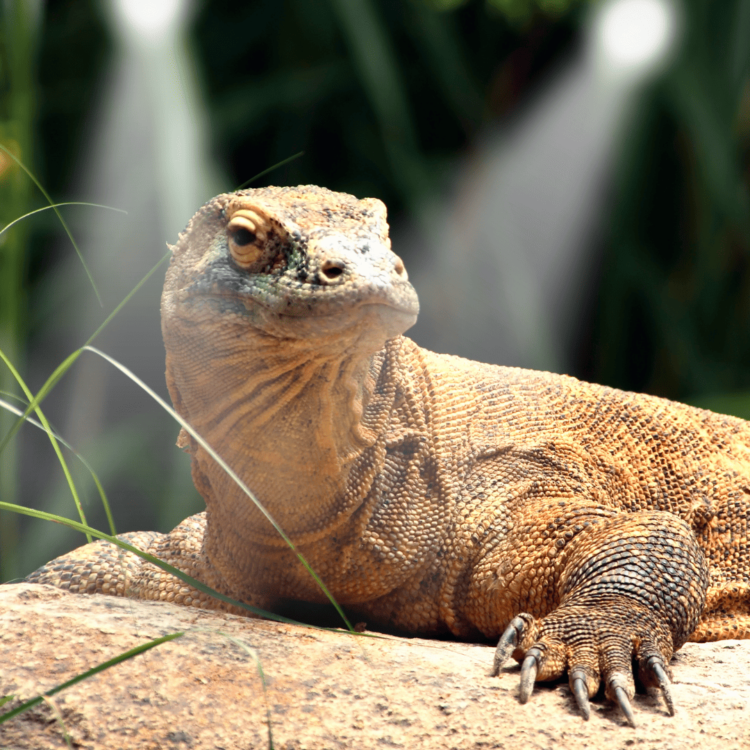 The Vital Role of White Light in Reptile, Amphibian, and Plant Care