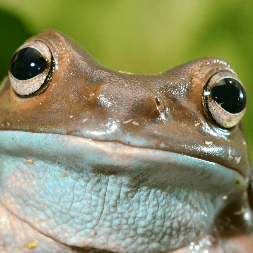 The environmental needs of reptiles