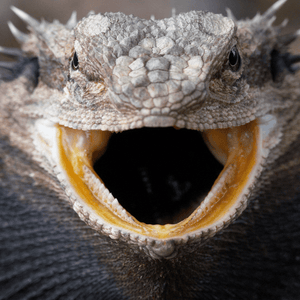 (Bearded Dragon) Reptiles cannot sweat - STOCKHOLM REPTILES INSIGHT