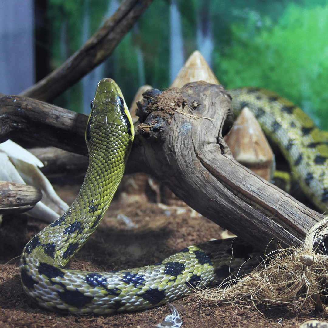 Harnessing Smart Sensors and IoT for Ultimate Reptile Care